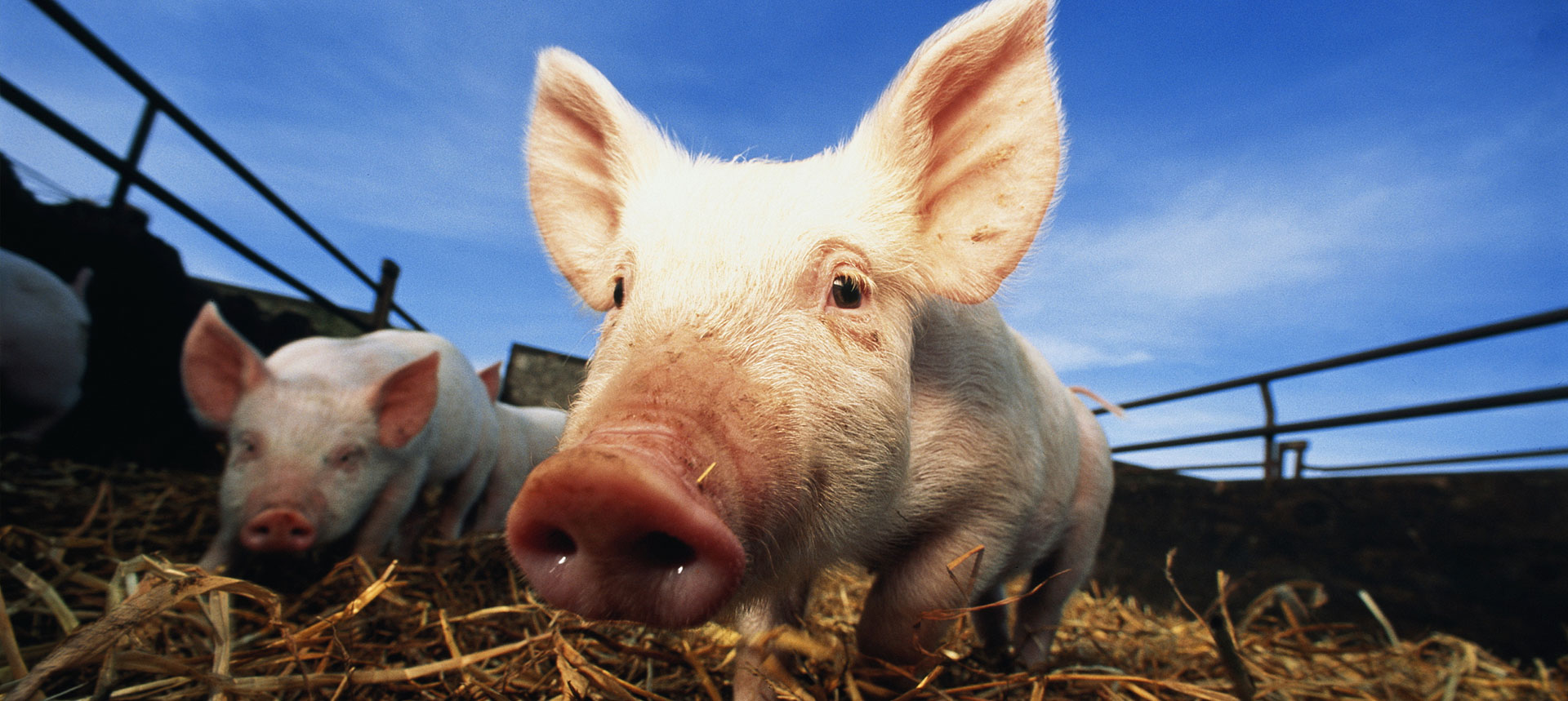 某农牧食品集团SAP及渠道云业务上云项目